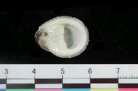 藏品(漁舟蜑螺)的圖片